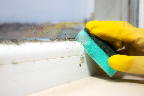 Best Emergency Mold Remediation  in Osceola Mills, PA